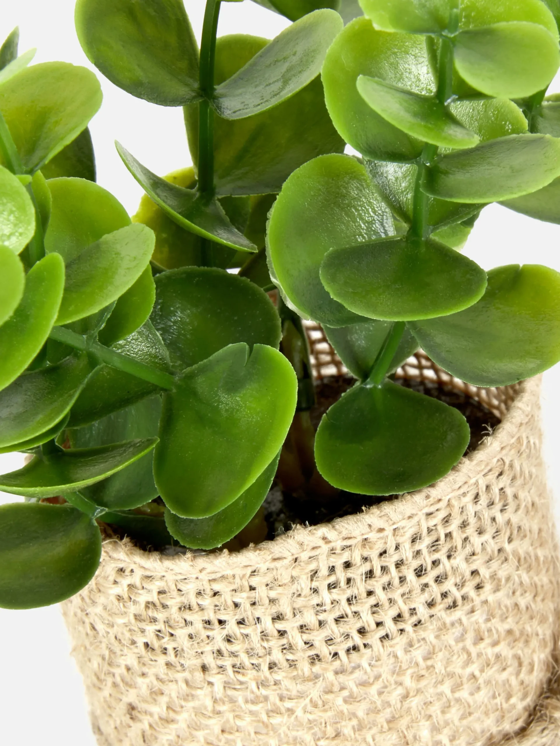 Suculenta Falsa Vaso Juta
